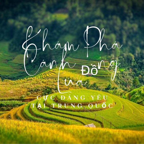 nhung-canh-dong-lua-dang-yeu-tai-trung-quoc nhung-canh-dong-lua-dang-yeu-tai-trung-quoc