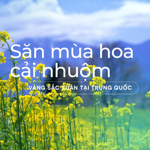 san-mua-hoa-cai-nhuom-vang-sac-xuan-tai-trung-quoc san-mua-hoa-cai-nhuom-vang-sac-xuan-tai-trung-quoc