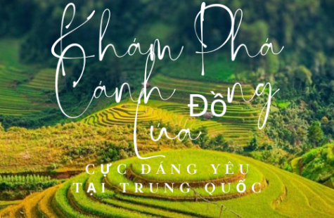 Khám Phá Những Cánh Đồng Lúa Cực Đáng Yêu Ở Trung Quốc